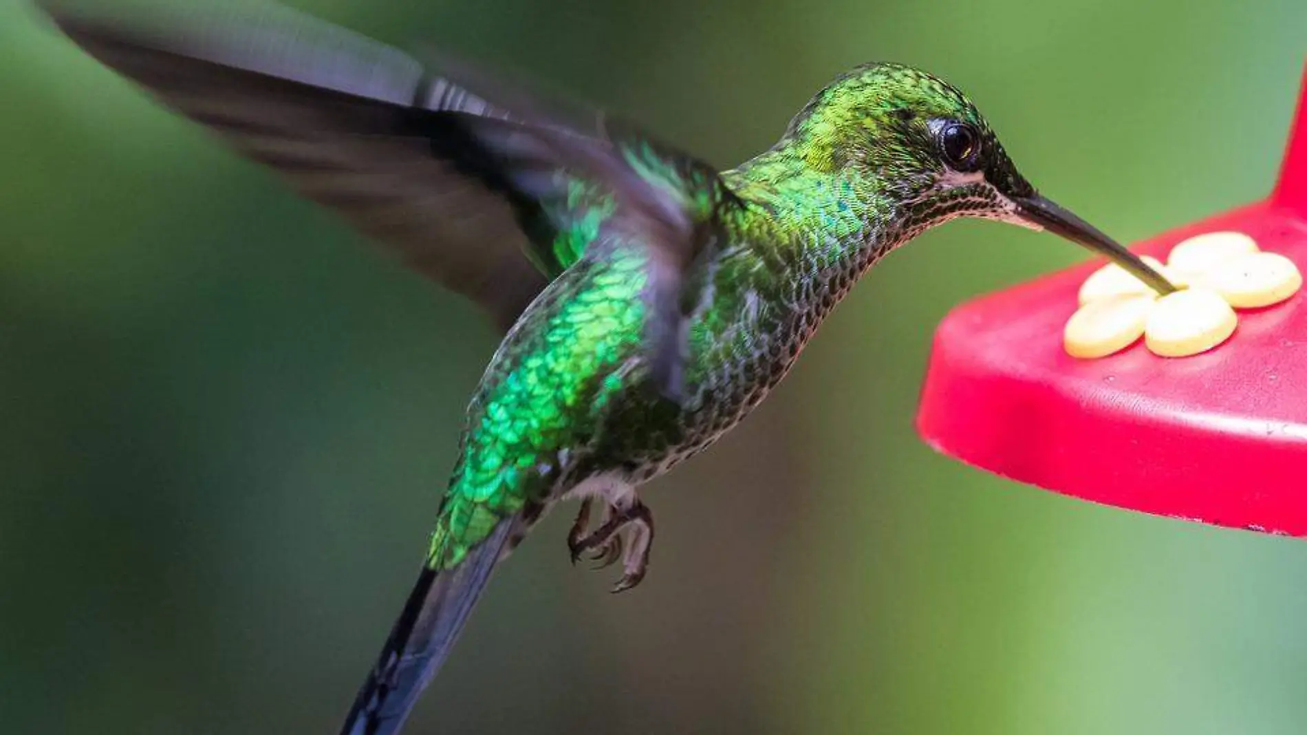 bebedero colibrí